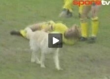 Gerçek! Sahada gol pozisyonunda köpek!