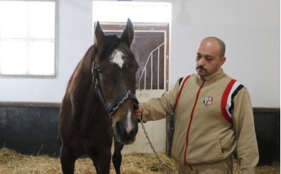 Türk atçılığının efsane aygırlarından Victory Gallop, emekliliğini İzmit'te geçiriyor